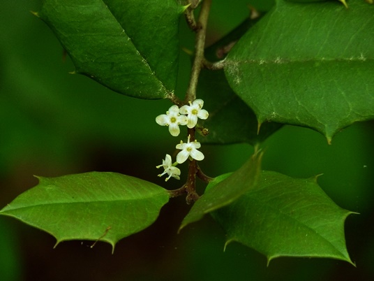 {Ilex opaca}